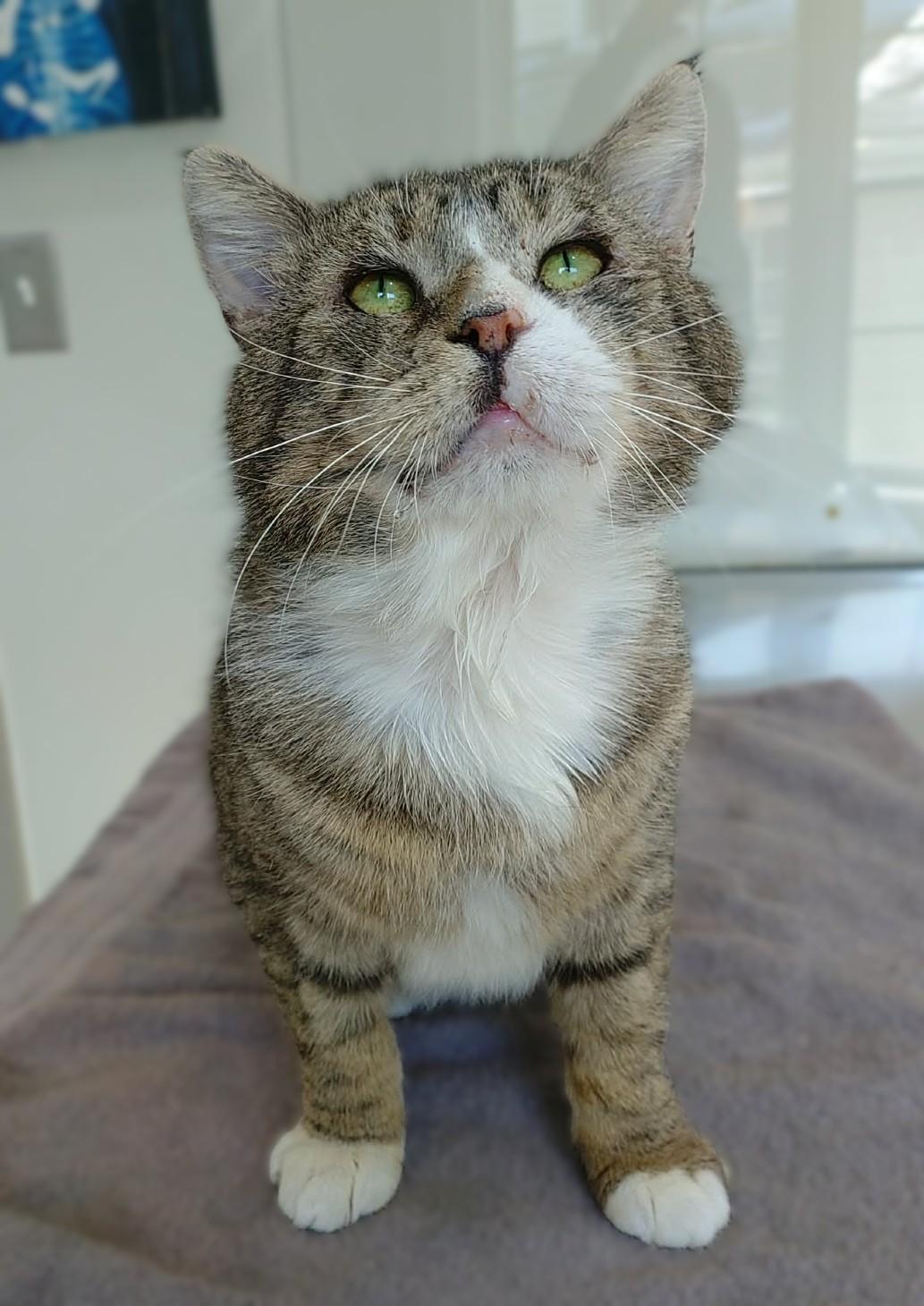 Vito, ADOPTABLE, Adult Male Domestic Short Hair & Tabby.