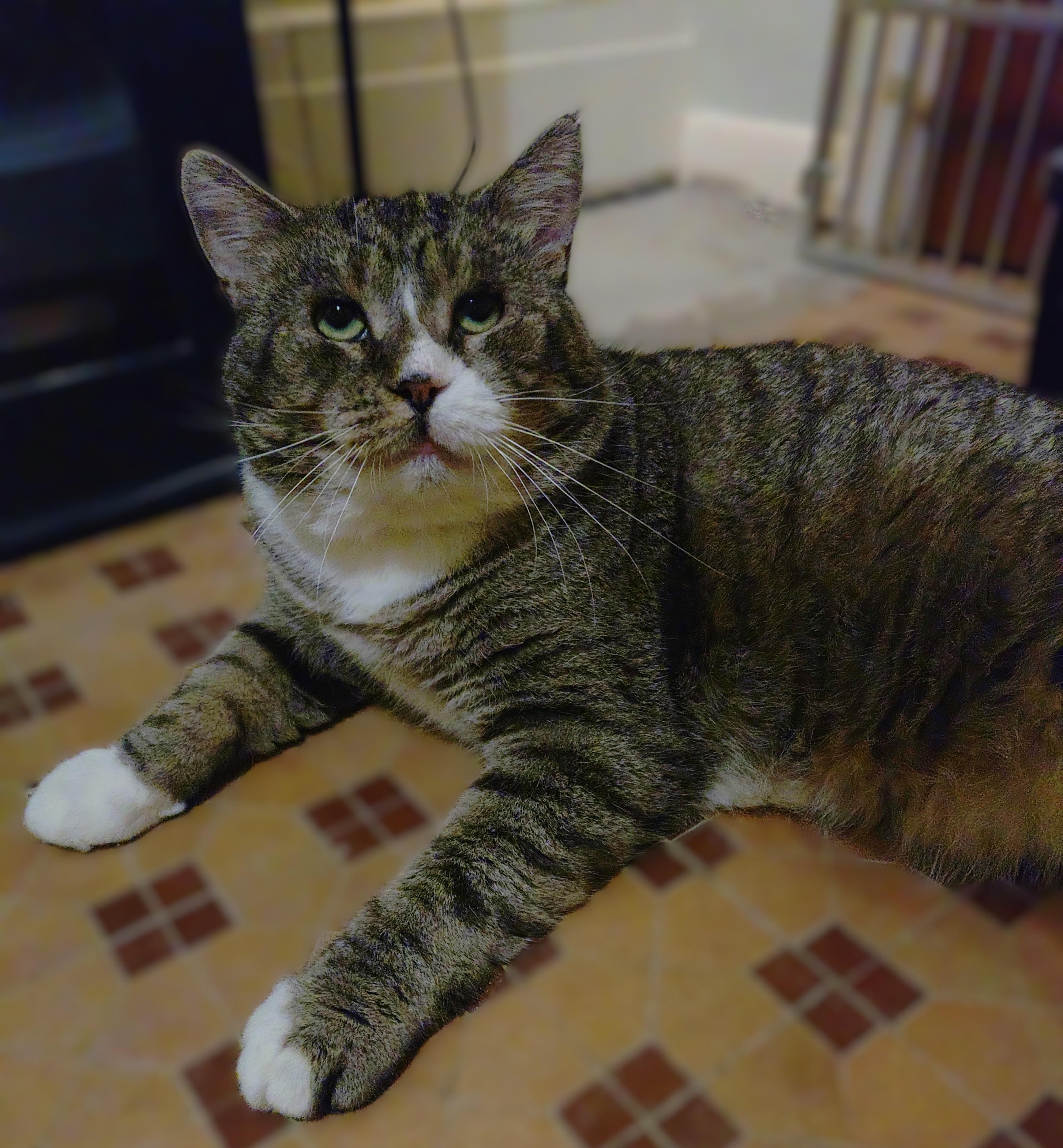Enlarge Vito (FIV), a Adoptable mixed breed in Baltimore, MD image 2/5