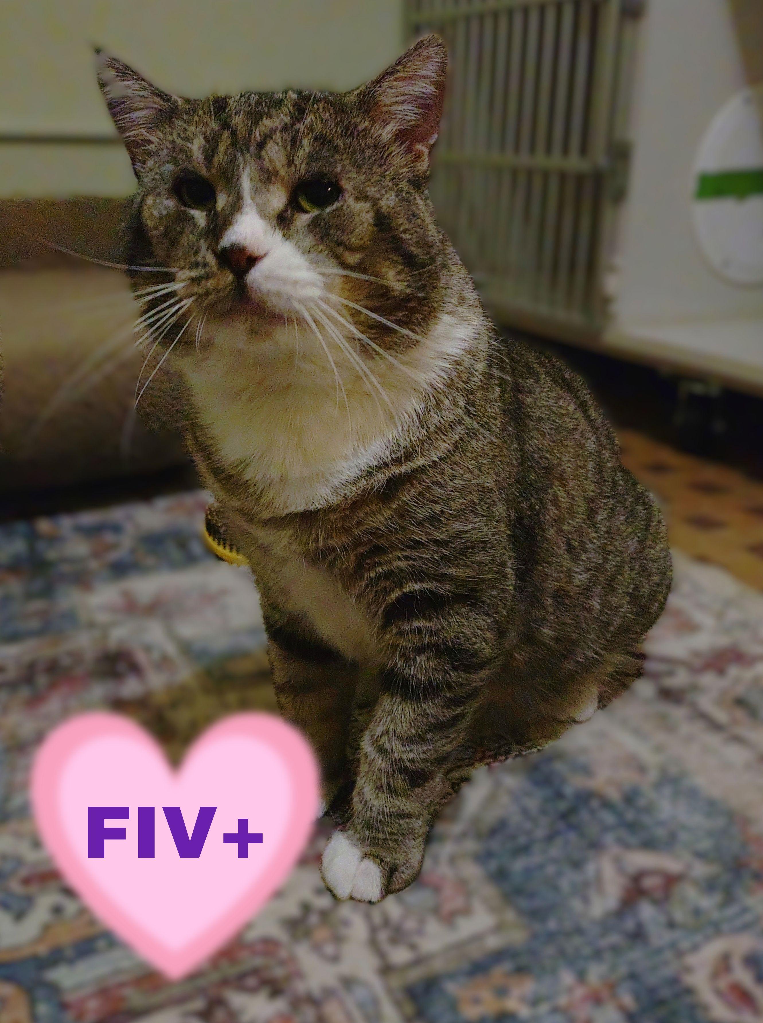 Vito (FIV), Adoptable, Adult Male Domestic Short Hair & Tabby.