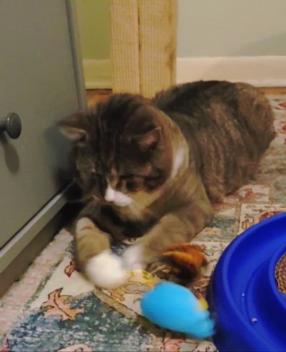 Enlarge Vito (FIV), a Adoptable mixed breed in Baltimore, MD video 5/5