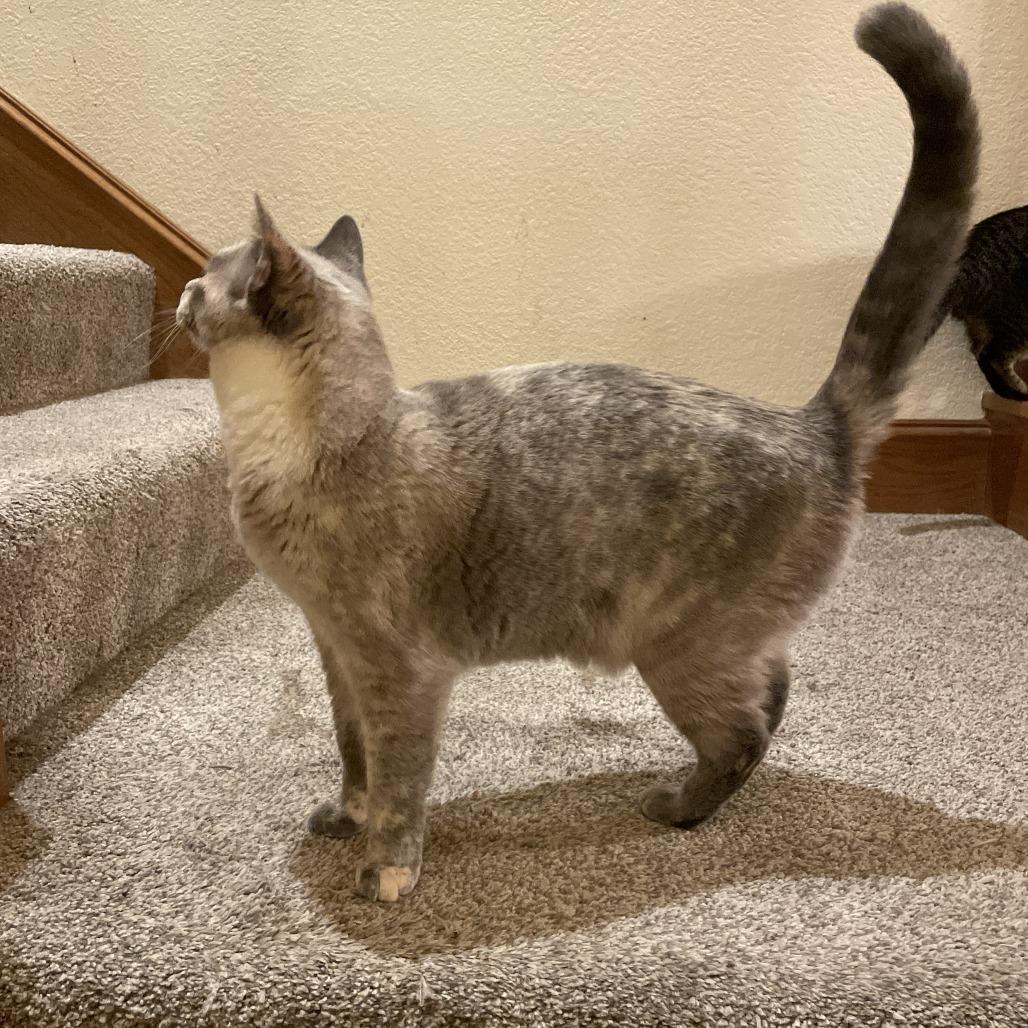 Enlarge Ursula, a Adoptable Domestic Short Hair in Orangevale, CA image 2/5