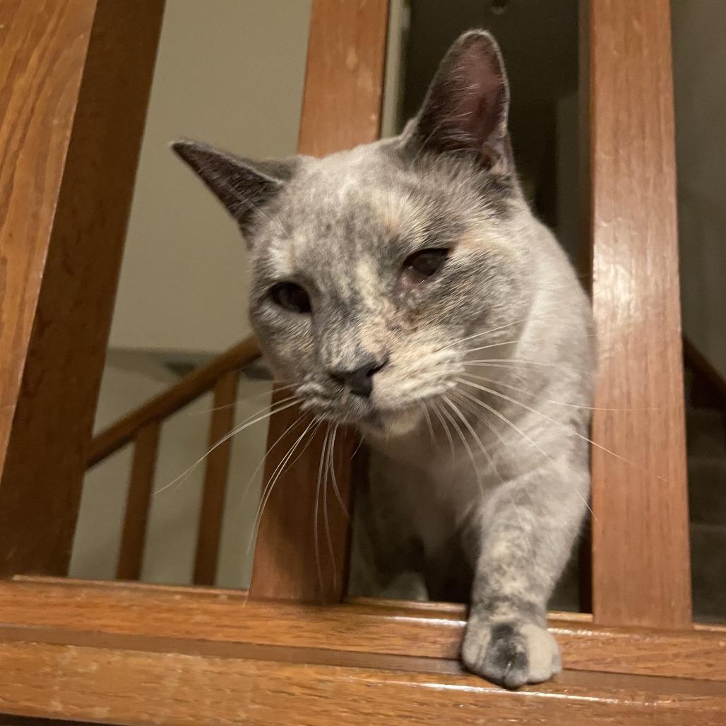 Enlarge Ursula, a Adoptable Domestic Short Hair in Orangevale, CA image 4/5