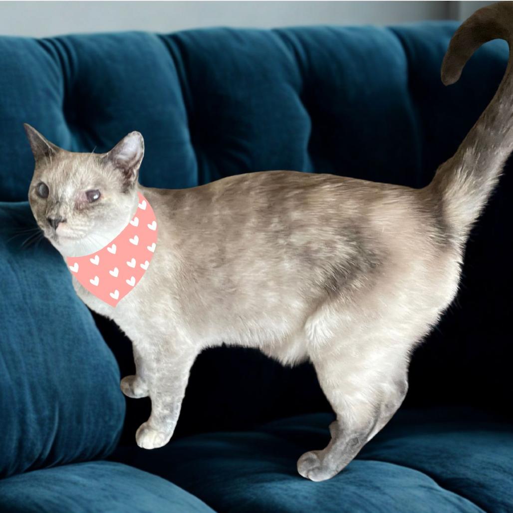 Enlarge Ursula, a Adoptable Domestic Short Hair in Orangevale, CA image 5/5