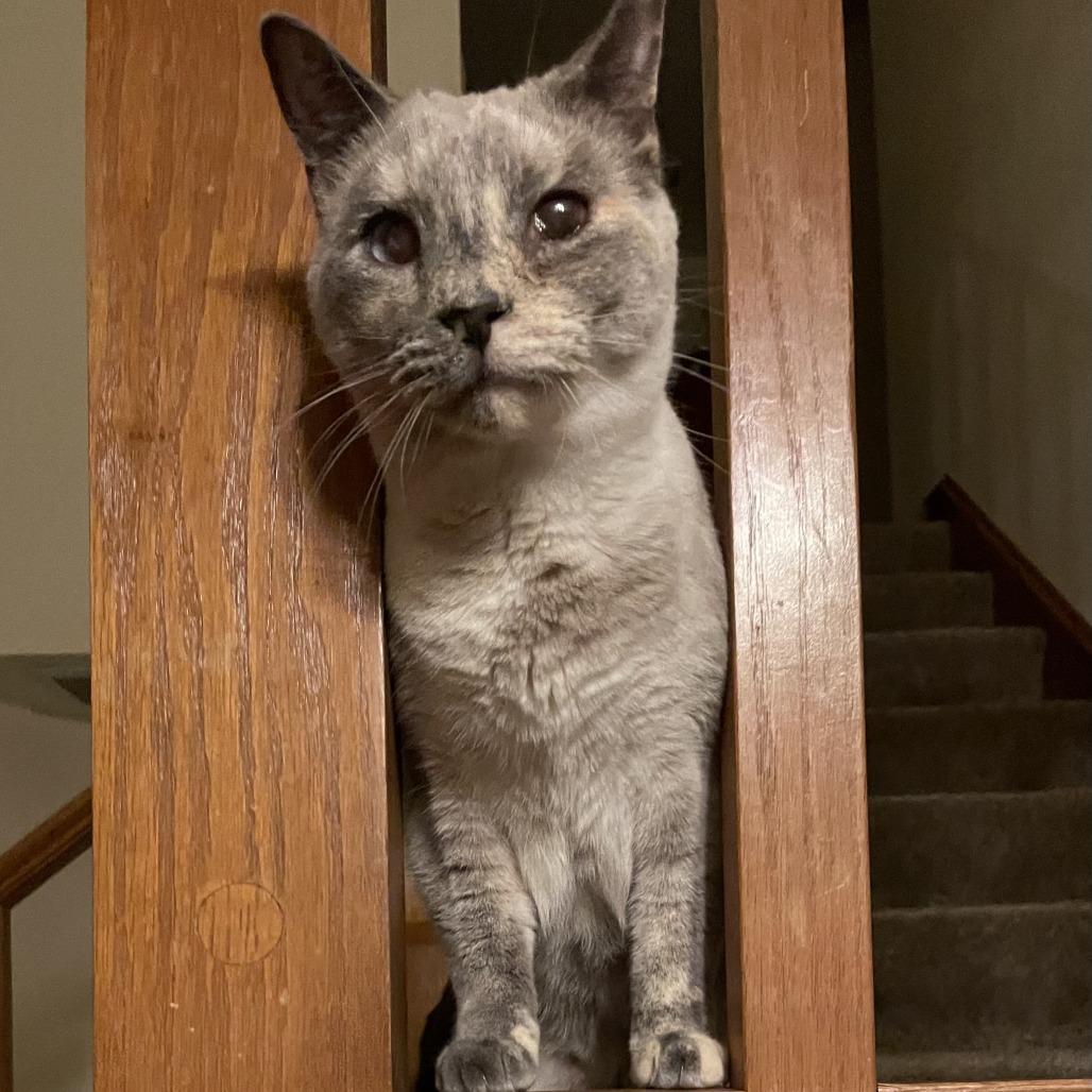 Enlarge Ursula, a Adoptable Domestic Short Hair in Orangevale, CA image 1/5