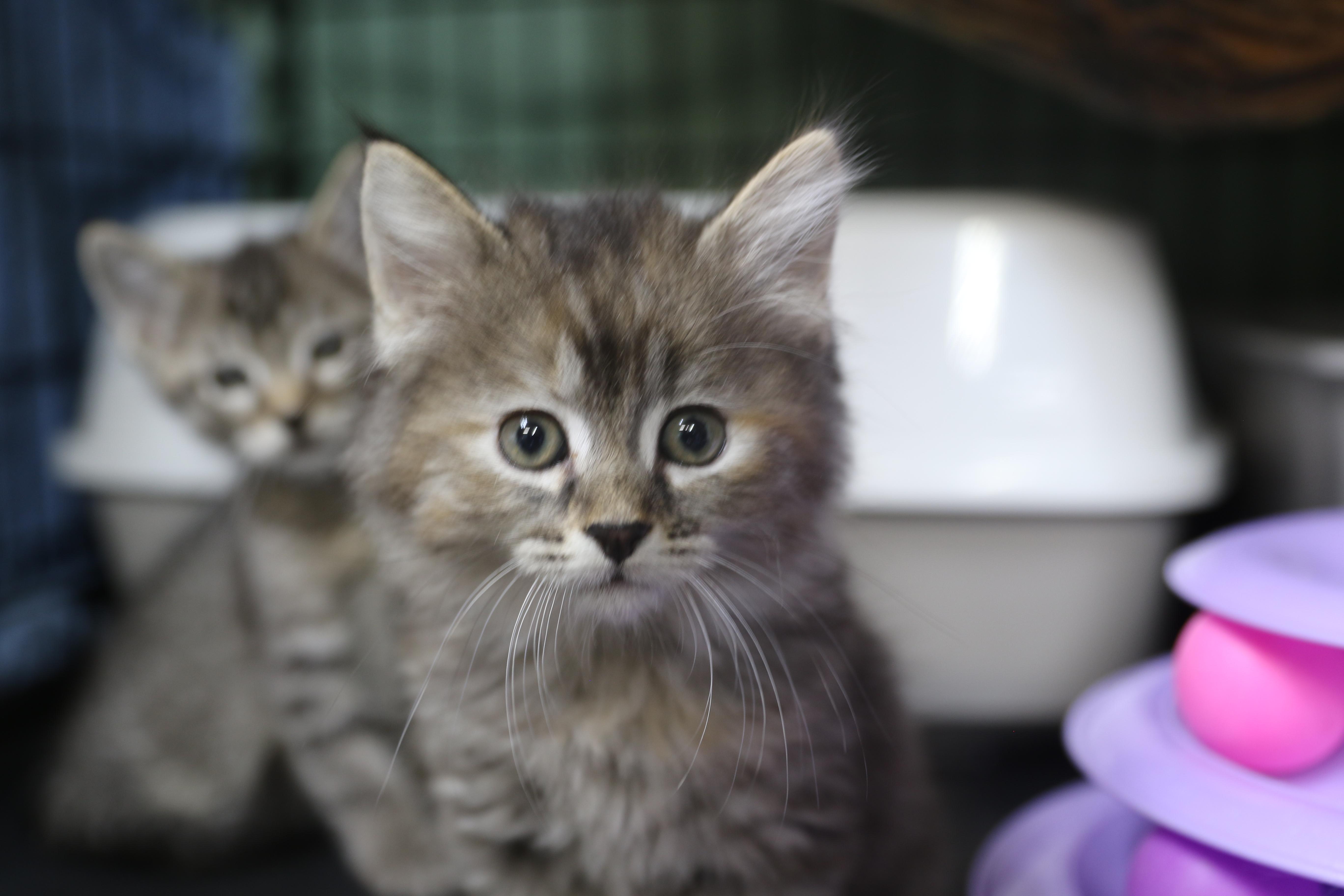 Seka, Adoptable, Kitten Female Torbie.