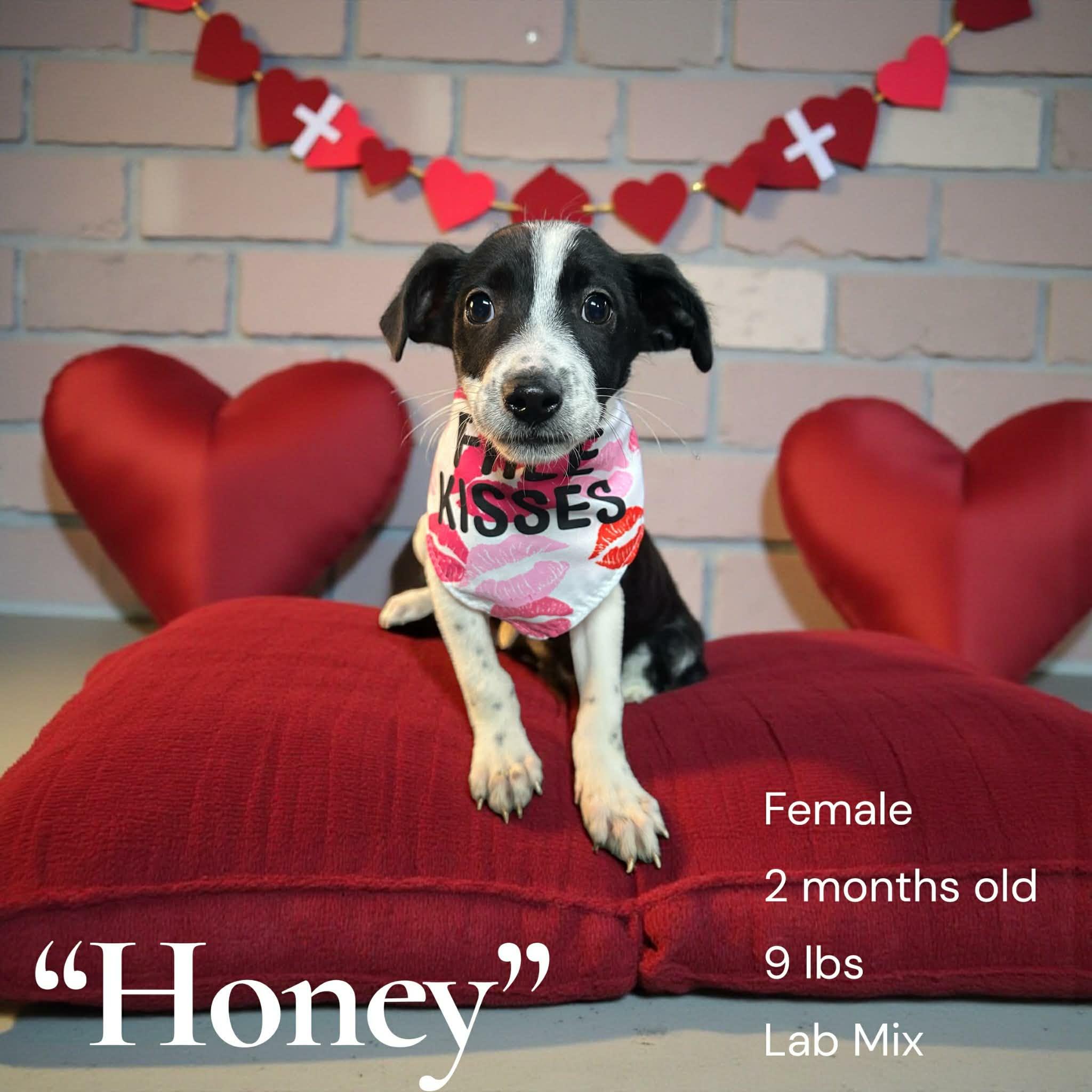 Enlarge Honey, a other mixed breed in Paramus, NJ image 1/1
