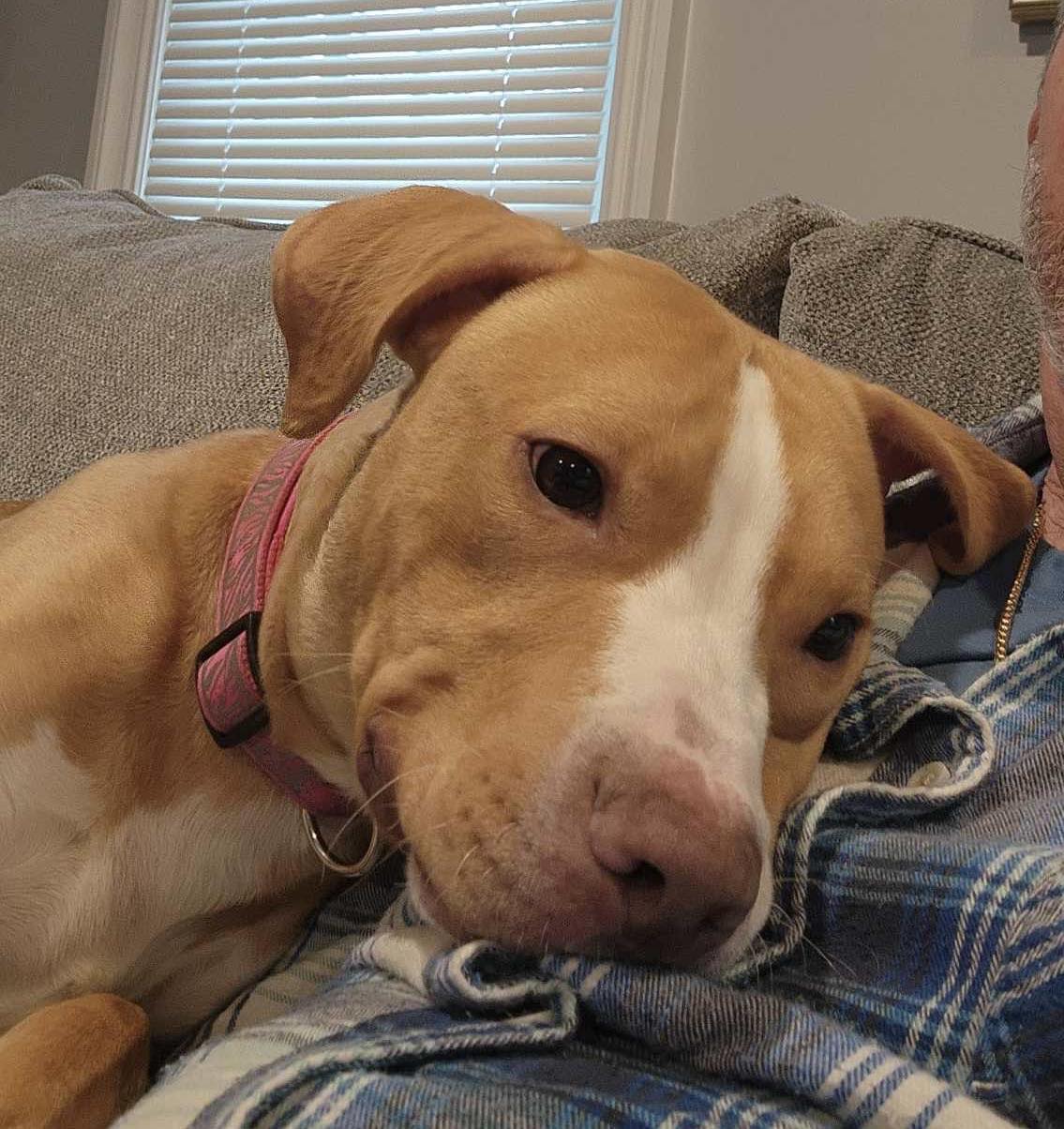 Teddy, Adoptable, Young Male American Staffordshire Terrier.