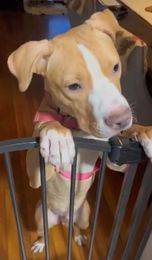 Teddy, a Adoptable mixed breed in Poughquag, NY image 2/6