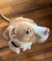 Teddy, a Adoptable mixed breed in Poughquag, NY image 3/6