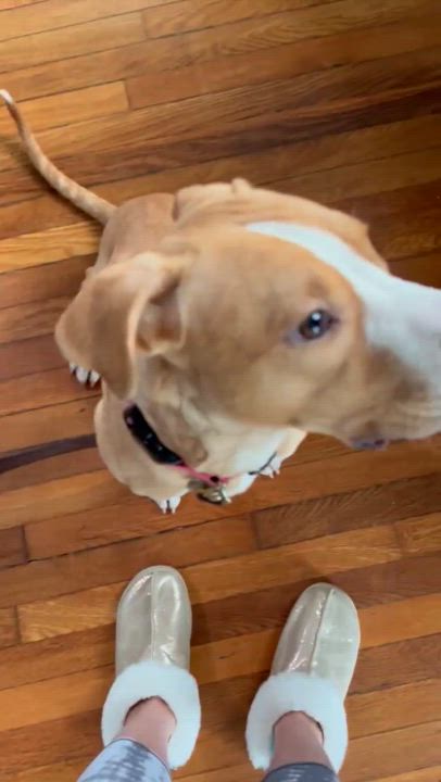 Enlarge Teddy, a Adoptable mixed breed in Poughquag, NY video 4/6