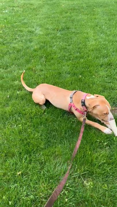 Enlarge Teddy, a Adoptable mixed breed in Poughquag, NY video 5/6