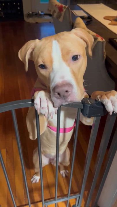 Enlarge Teddy, a Adoptable mixed breed in Poughquag, NY video 6/6