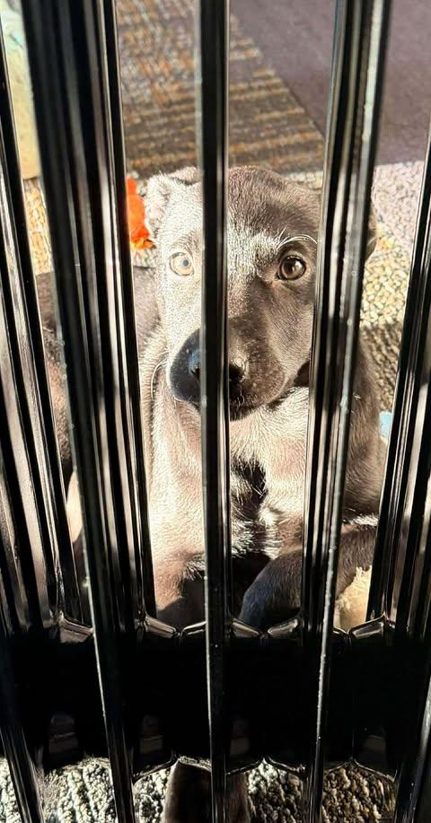 Tina, an adopted mixed breed in Wichita Falls, TX image 2/2