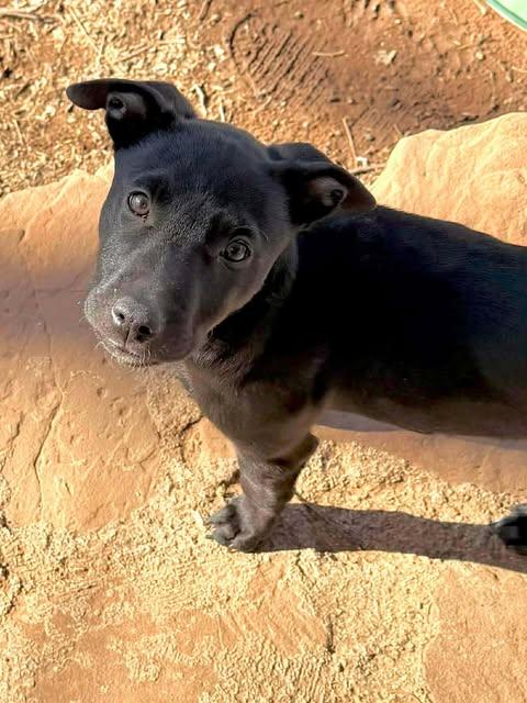 Tina, adopted, Young Female Pit Bull Terrier.