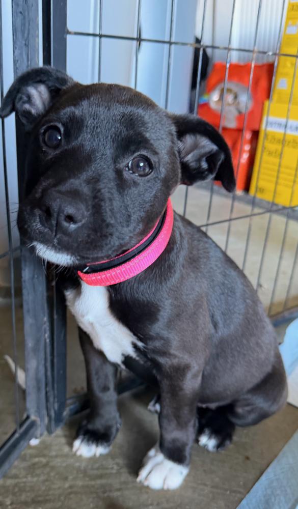 Roxy, Adoptable, Puppy Female Pit Bull Terrier.