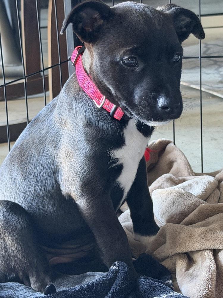 Enlarge Roxy, a Adoptable mixed breed in Pleasant Hill, CA image 2/3