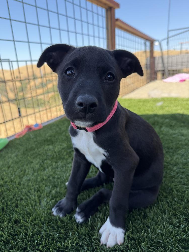 Enlarge Roxy, a Adoptable mixed breed in Pleasant Hill, CA image 3/3