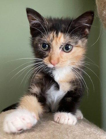 Pippi and Pablo, Adoptable, Kitten Female Domestic Short Hair.