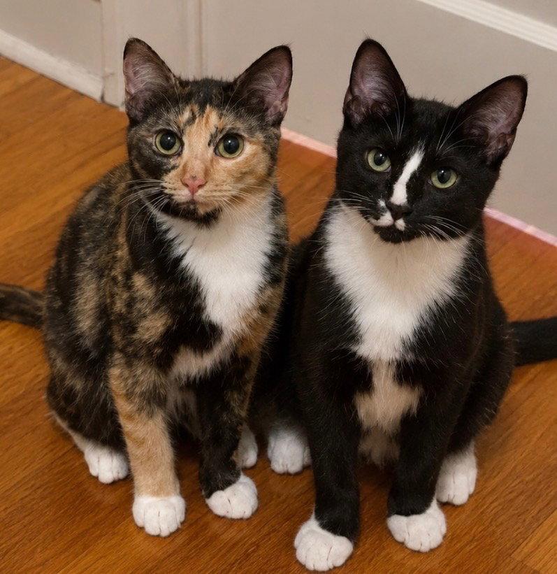 Enlarge Pippi and Pablo, a Adoptable Domestic Short Hair in Shawnee, KS image 2/3