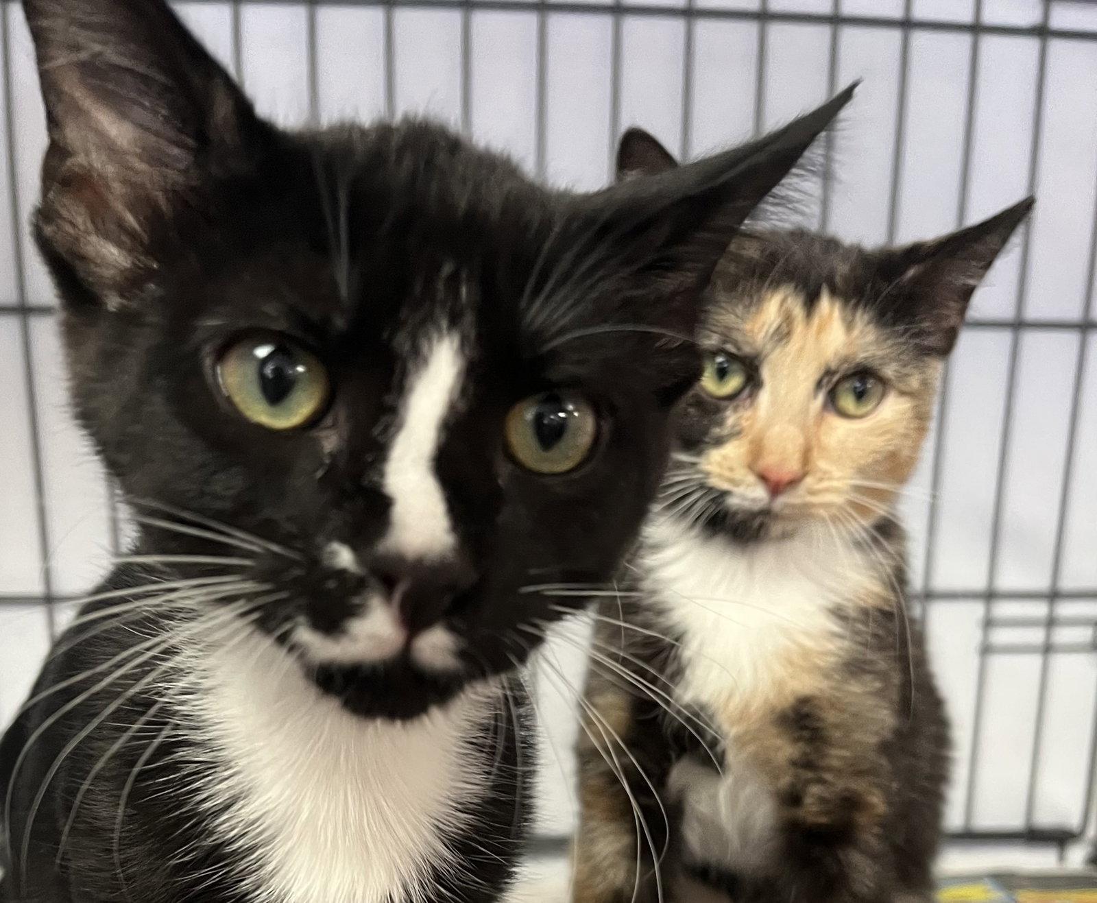 Pippi and Pablo, a Adoptable Domestic Short Hair in Shawnee, KS image 2/3