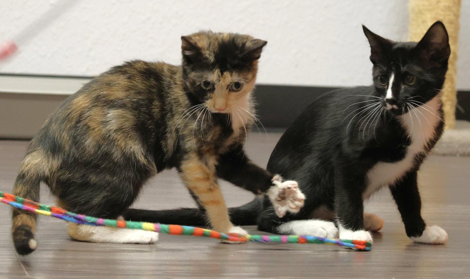Pippi and Pablo, a Adoptable Domestic Short Hair in Shawnee, KS image 3/3