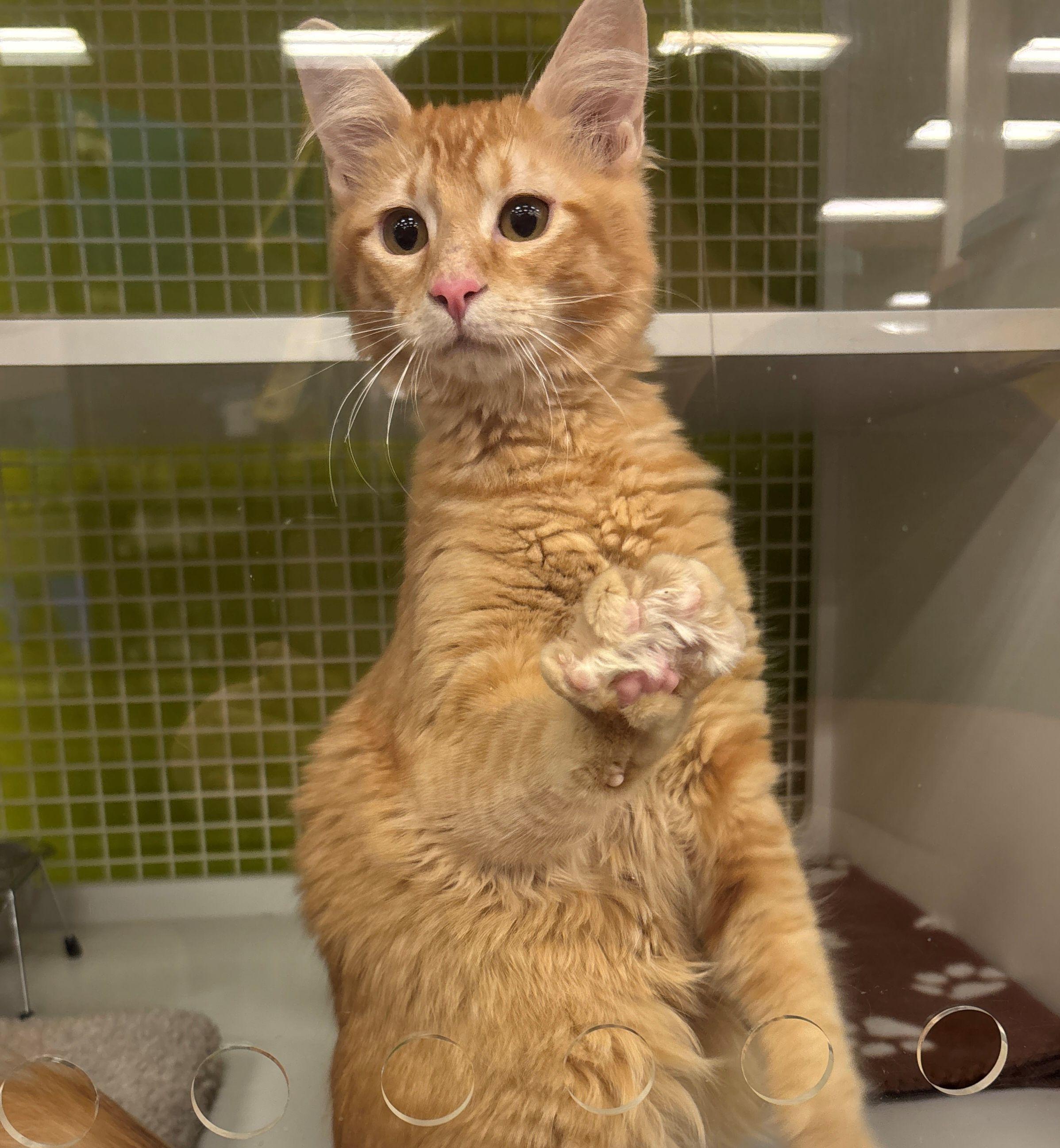Waffle, adopted, Young Male Domestic Short Hair.