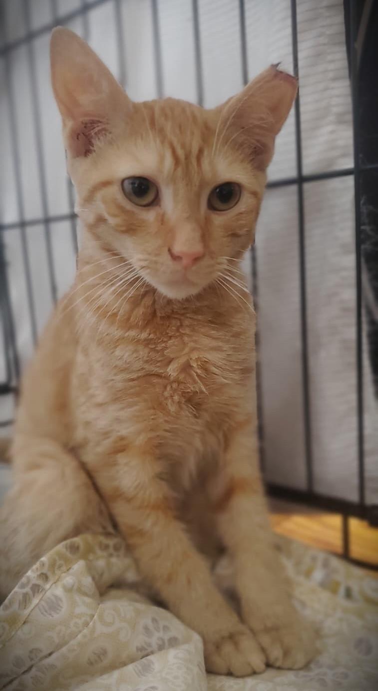 Enlarge Kooper, a Adoptable Domestic Short Hair in Brooklyn, NY image 2/2