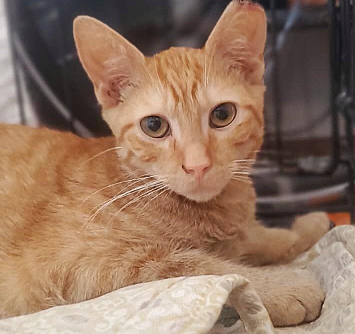 Enlarge Kooper, a Adoptable Domestic Short Hair in Brooklyn, NY image 1/2