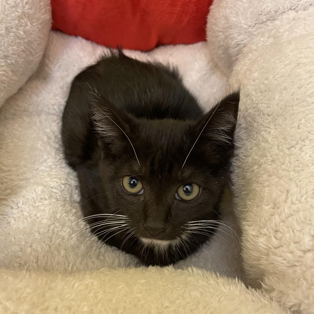 Enlarge Dryer Lint, a Adoptable Domestic Short Hair in Los Angeles, CA image 1/6