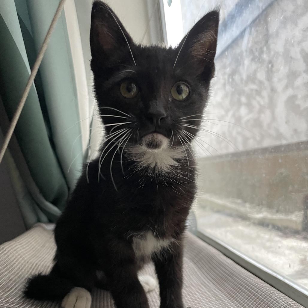 Enlarge Dryer Lint, a Adoptable Domestic Short Hair in Los Angeles, CA image 2/6