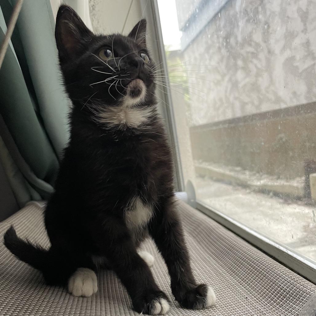 Enlarge Dryer Lint, a Adoptable Domestic Short Hair in Los Angeles, CA image 3/6