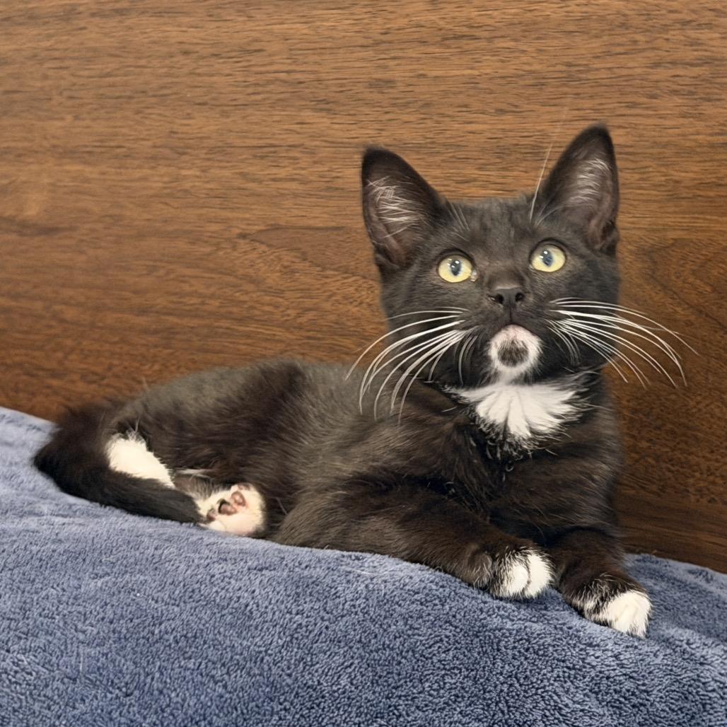 Enlarge Dryer Lint, a Adoptable Domestic Short Hair in Los Angeles, CA image 4/6