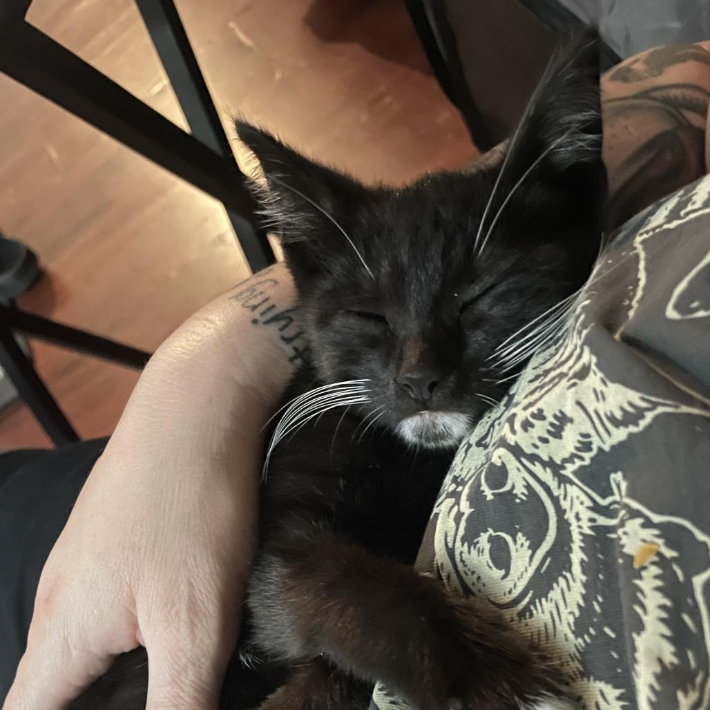 Enlarge Dryer Lint, a Adoptable Domestic Short Hair in Los Angeles, CA image 5/6