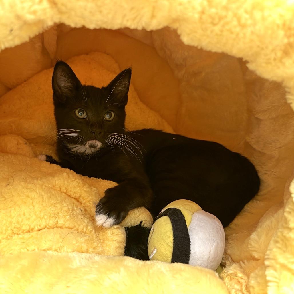 Enlarge Dryer Lint, a Adoptable Domestic Short Hair in Los Angeles, CA image 6/6