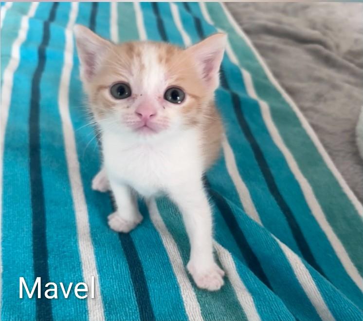 Mavel, ADOPTABLE, Kitten Male Domestic Short Hair.