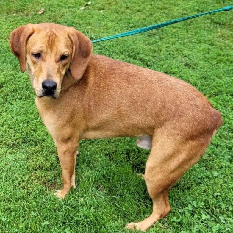 Bear — thumbnail 2