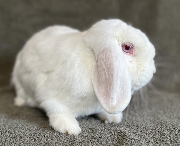 Enlarge Sky, a Adoptable mixed breed in Monterey, CA image 1/1