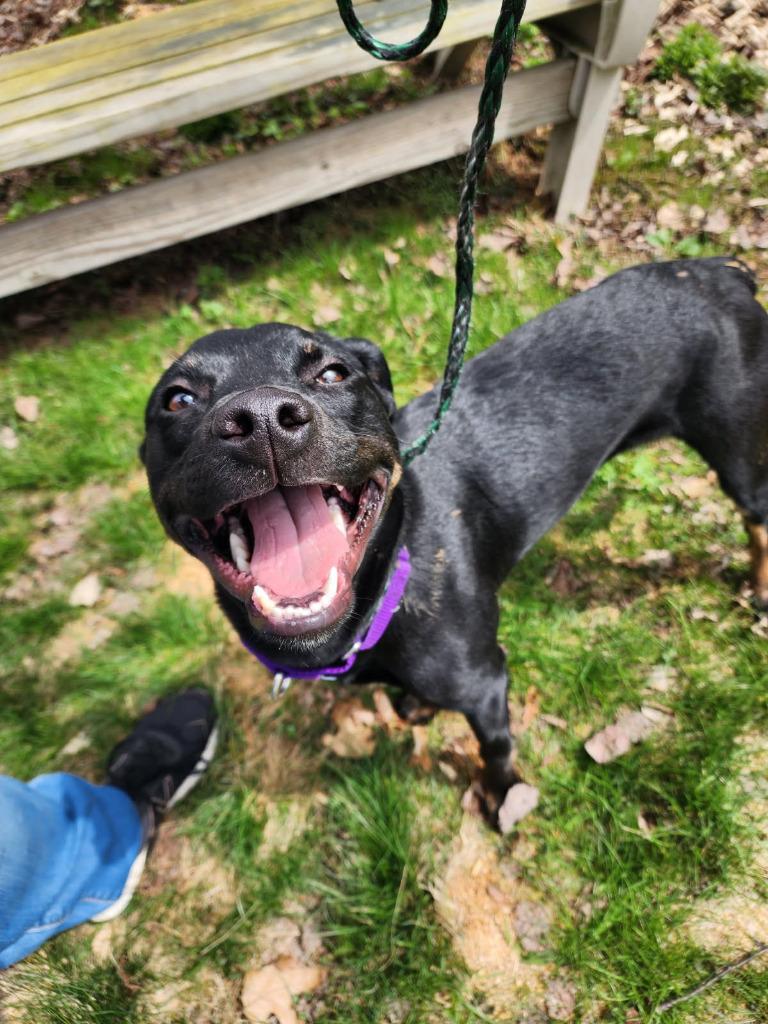 Enlarge Jessie, a Adoptable mixed breed in Sidney, NY image 1/1