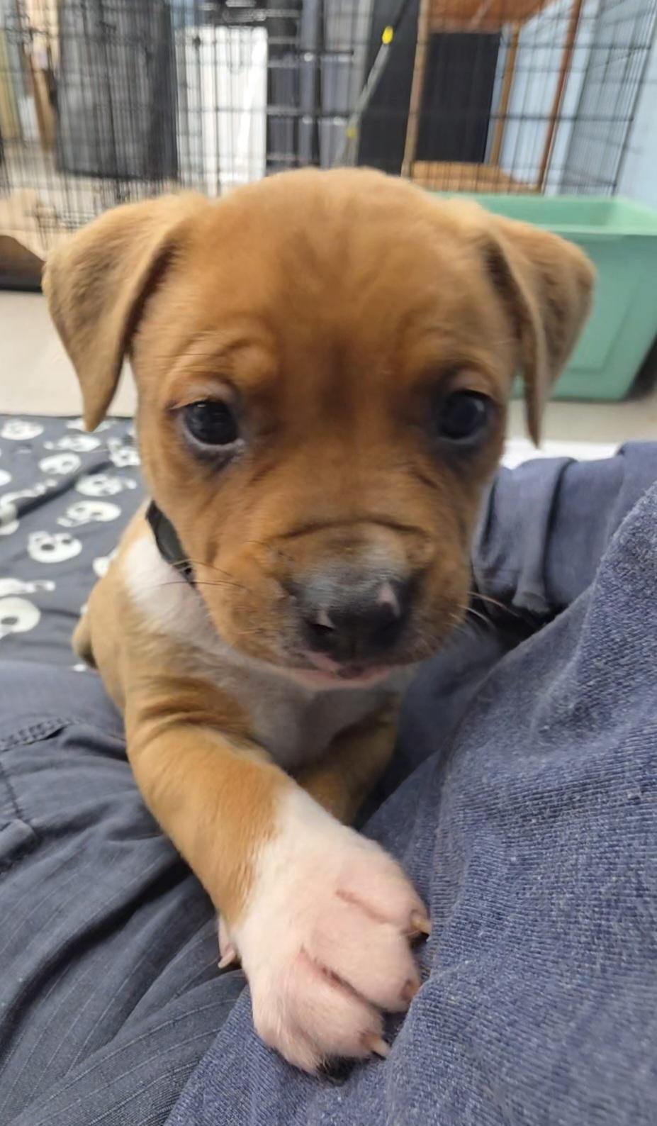 Enlarge Phantom , an adopted Mixed Breed in Wayne, NJ image 2/6