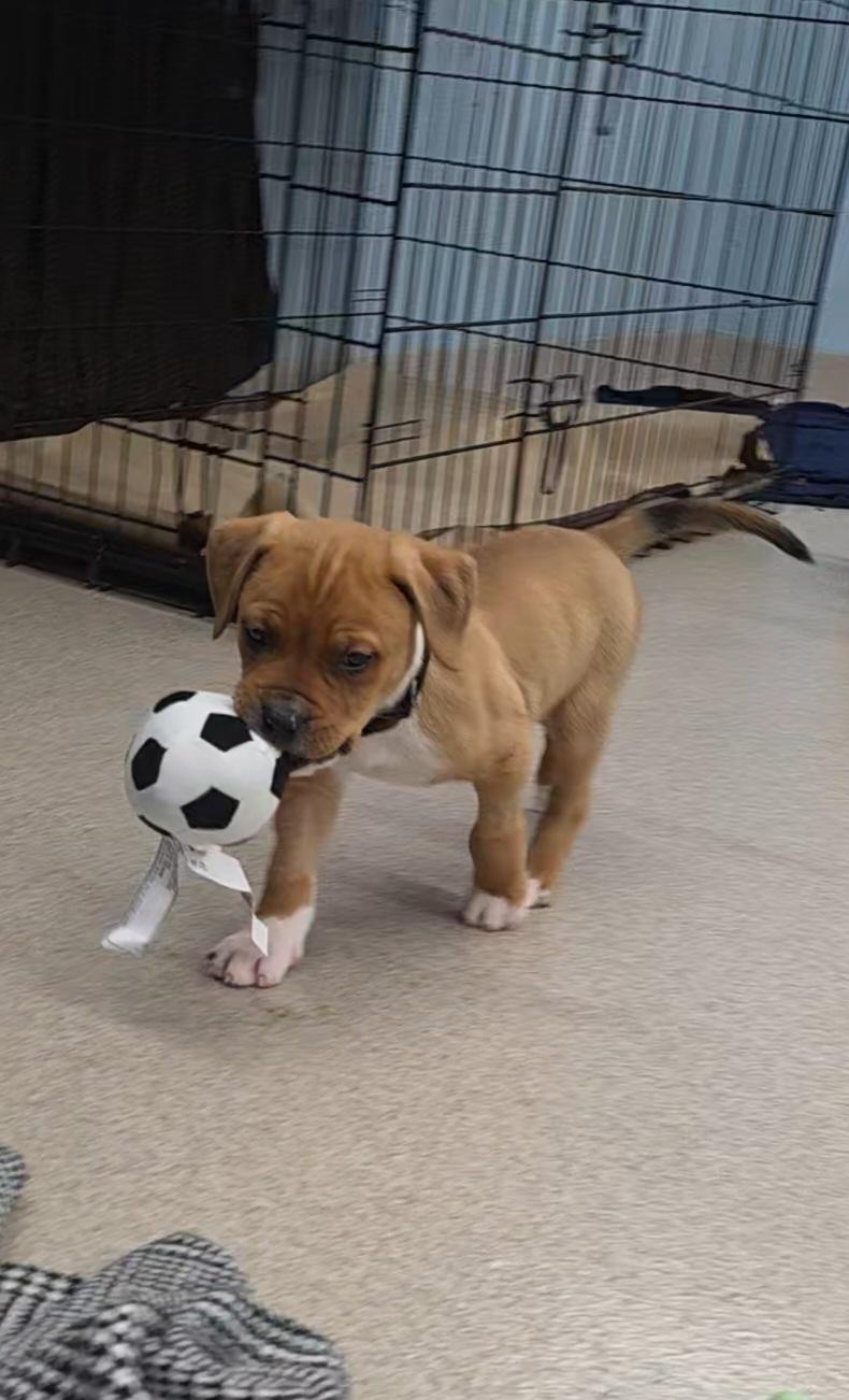 Enlarge Phantom , an adopted Mixed Breed in Wayne, NJ image 3/6