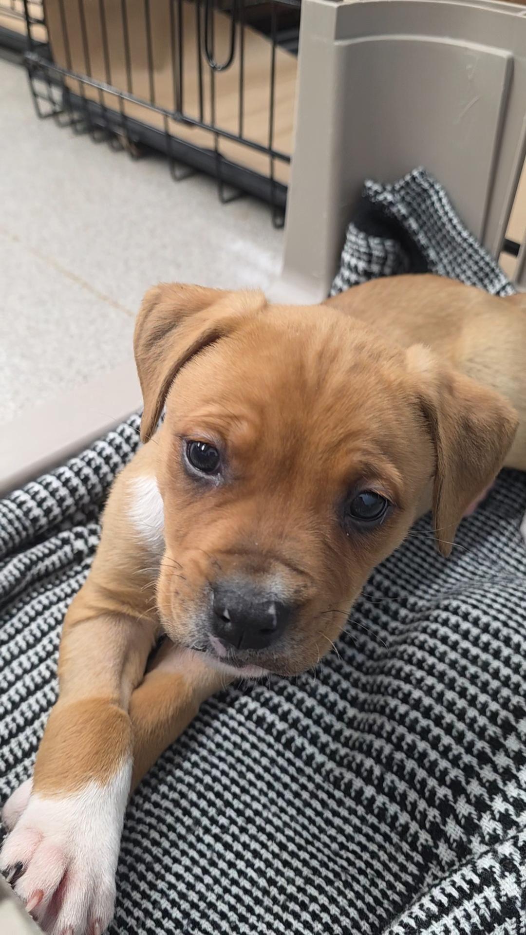 Enlarge Phantom , an adopted Mixed Breed in Wayne, NJ image 4/6