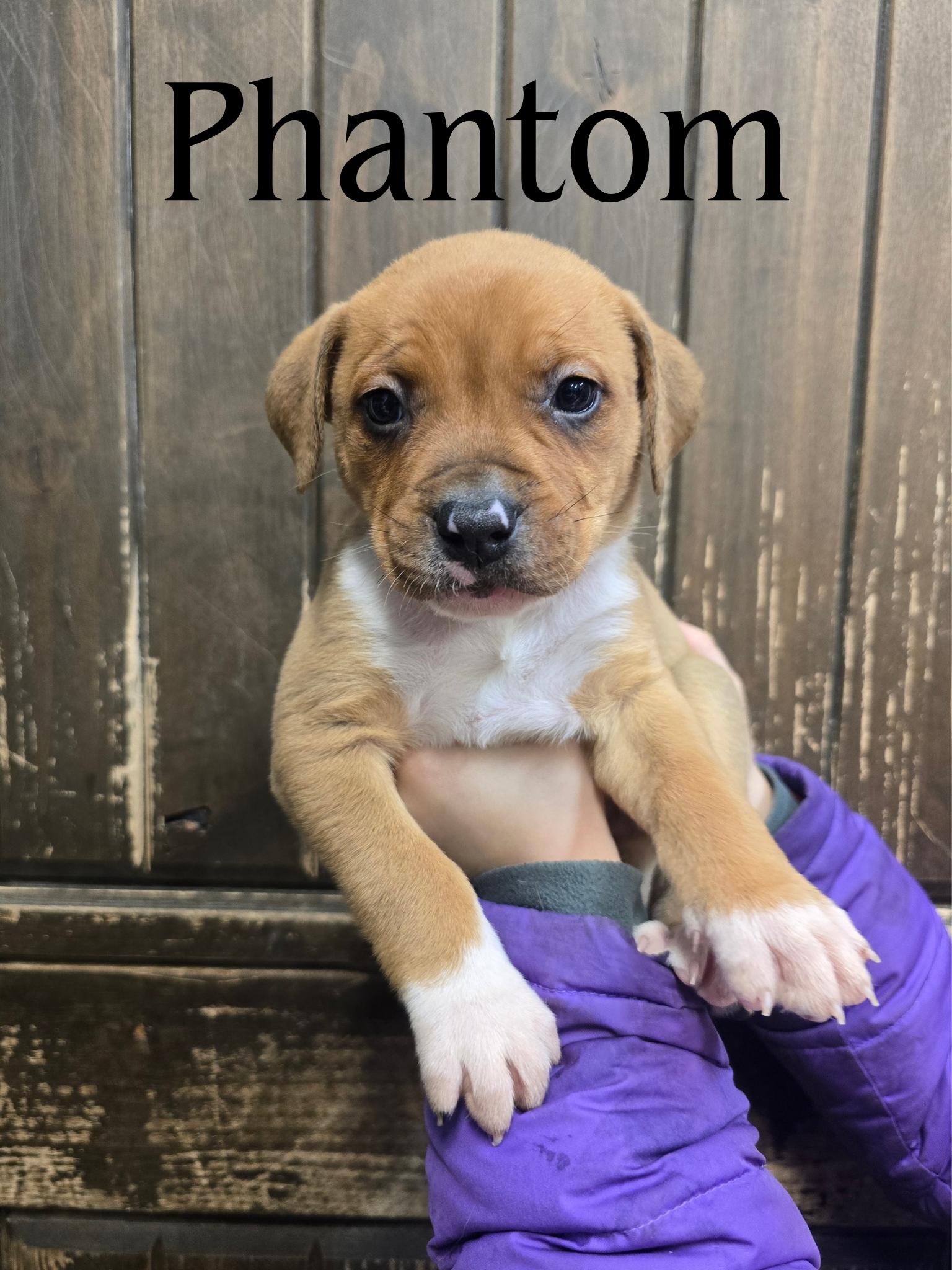 Phantom , adopted, Puppy Male Mixed Breed.