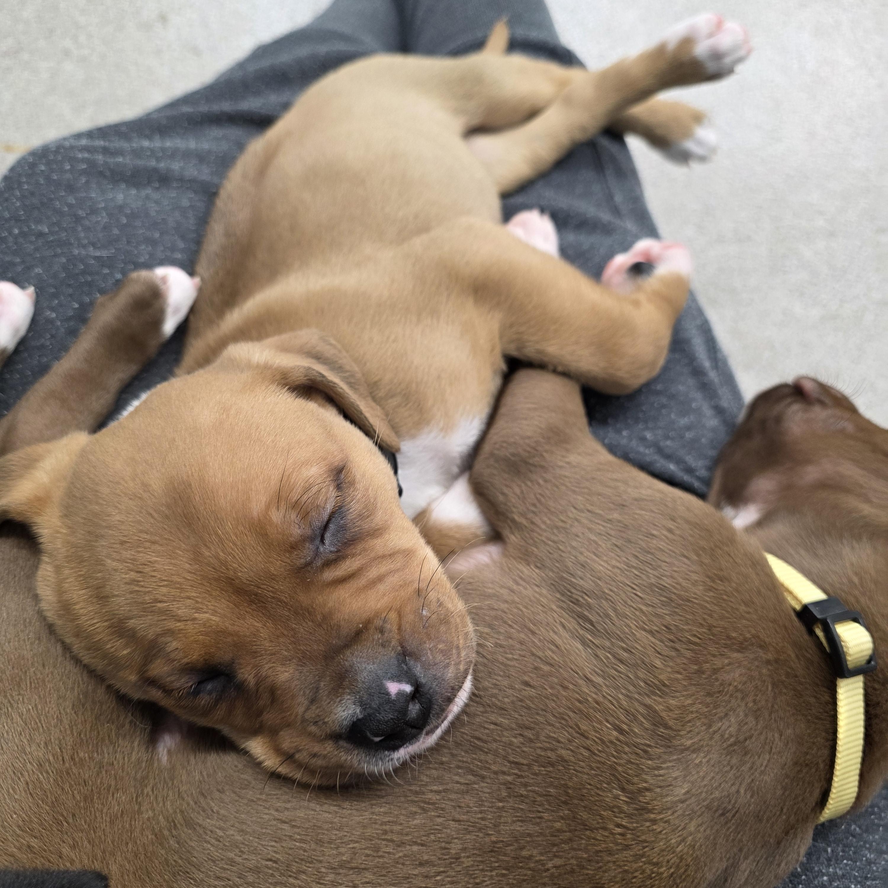 Enlarge Phantom , an adopted Mixed Breed in Wayne, NJ image 5/6