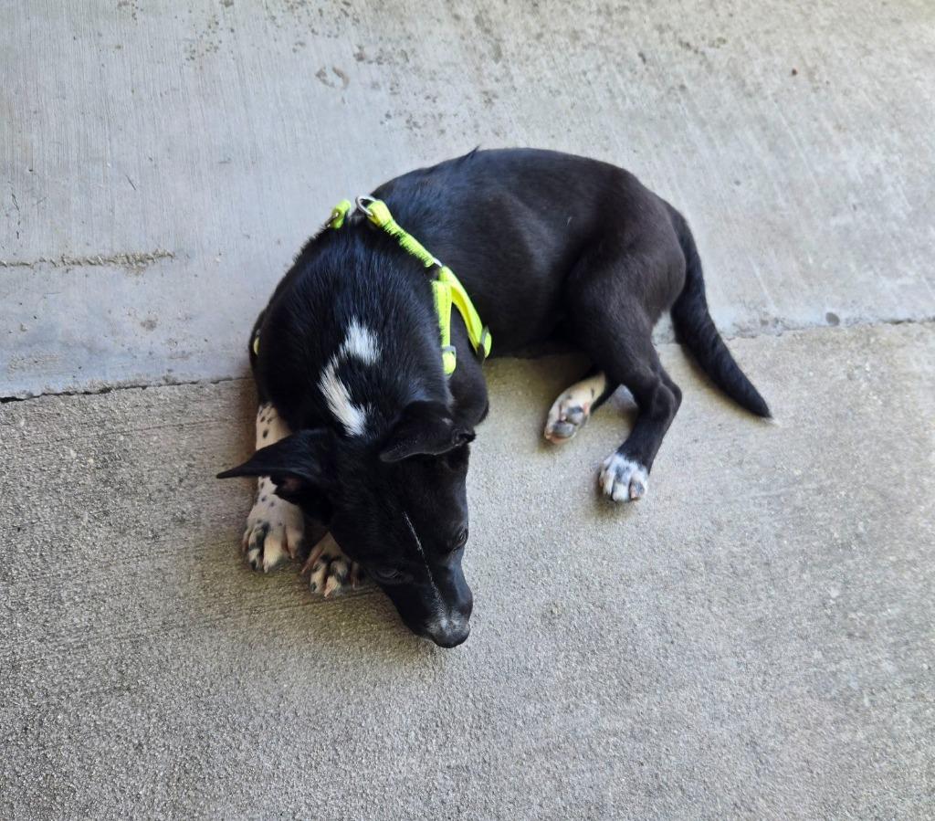 Jax, Adoptable, Puppy Male Australian Cattle Dog / Blue Heeler & Mixed Breed.