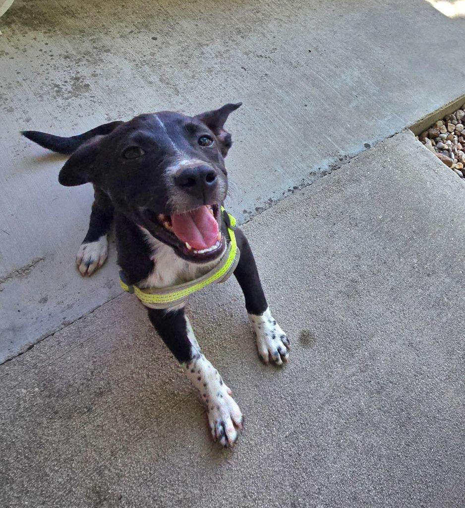 Jax, a Adoptable mixed breed in Junction, TX image 2/6