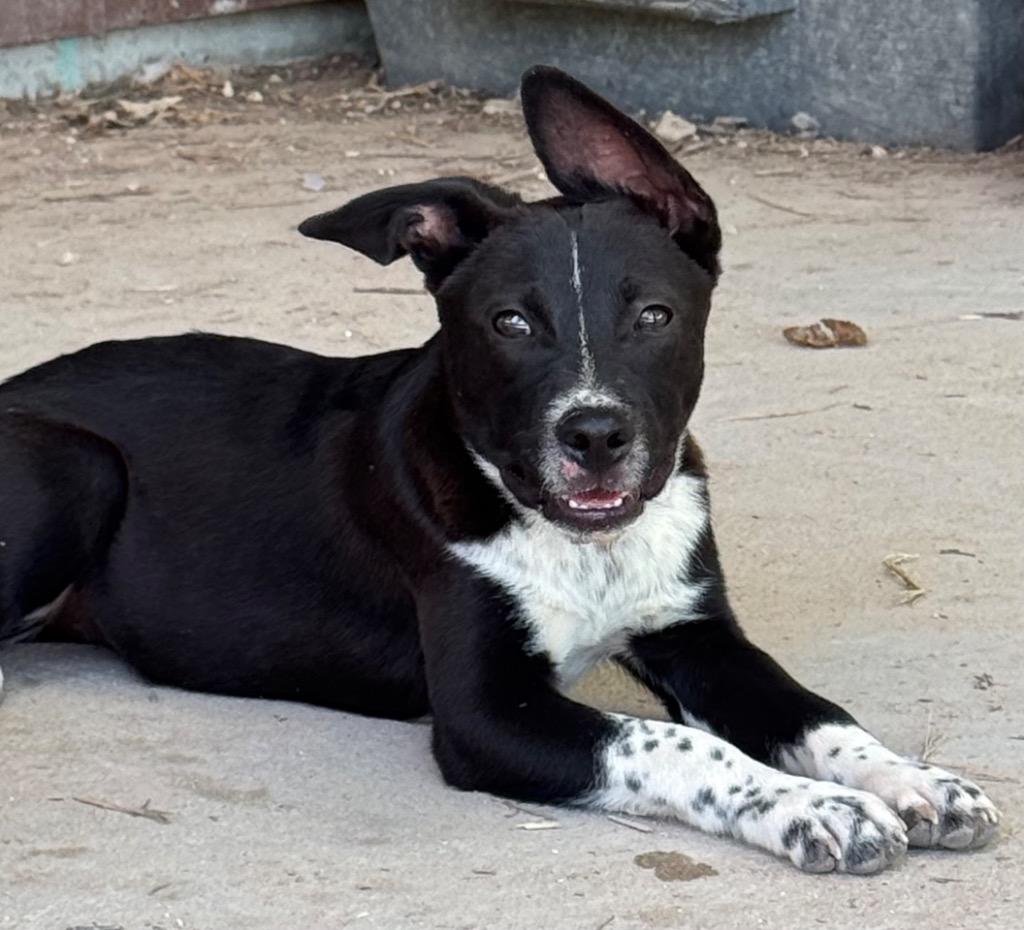 Jax, a Adoptable mixed breed in Junction, TX image 3/6