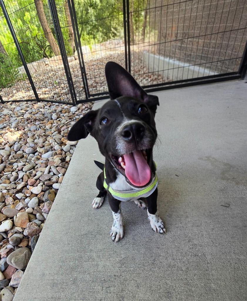 Jax, a Adoptable mixed breed in Junction, TX image 4/6
