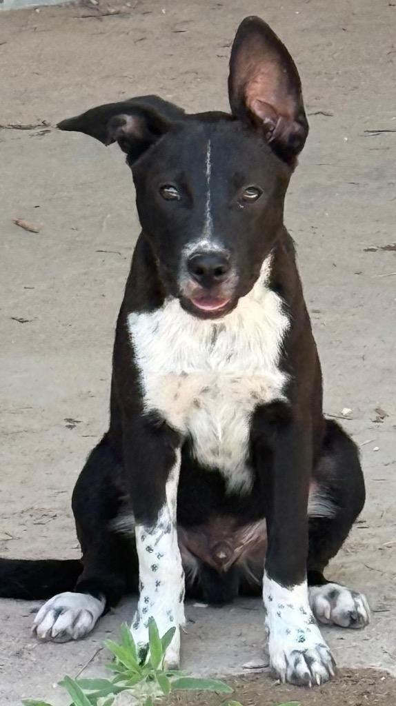Jax, a Adoptable mixed breed in Junction, TX image 5/6