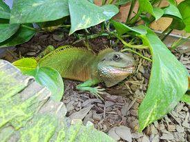 Hydro, Adult Male unknown