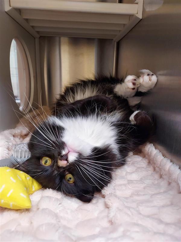 Enlarge Arco, a Adoptable Domestic Long Hair in Elk Grove, CA image 2/3